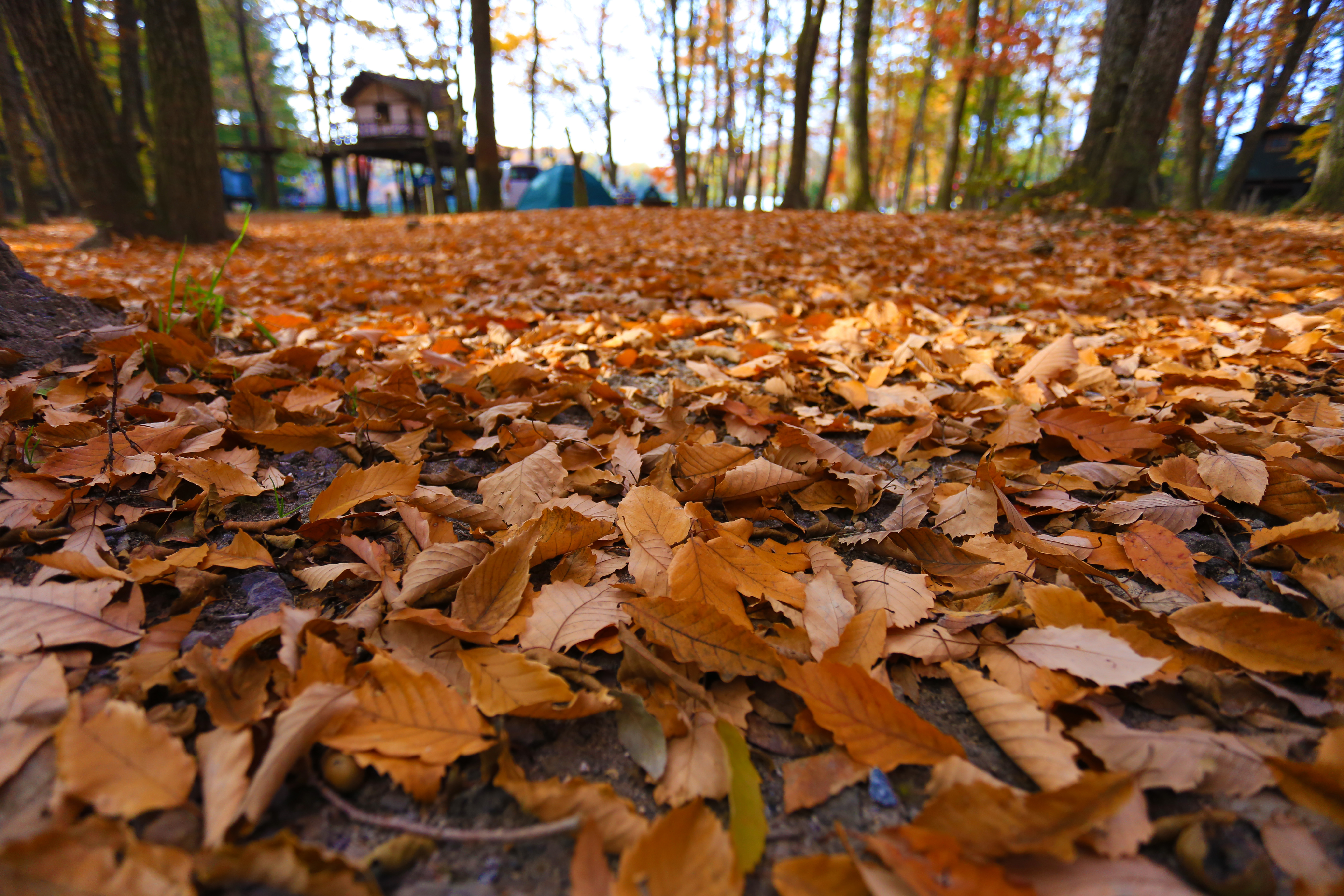 超マニアック 落ち葉を使った秋のキャンプの楽しみ方 キャンプ初心者向け総合情報ブログ Hyper Camp Creators
