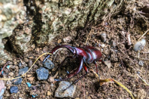 【夏キャンプのマナー】キャンプに行ってカブトムシやクワガタを採りたいなら、必ず一読してほしいことをまとめてみたよ!