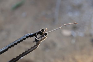 【久しぶりに燃え上がってる】テンマクのキングトングが使い勝手良すぎでもう一個欲しい。
